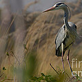 Grey Heron