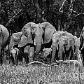 Elephant herd
