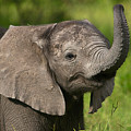 Baby elephant smelling